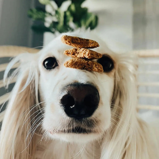 Dog with treats on its head looking at the camera| Botanical Bones