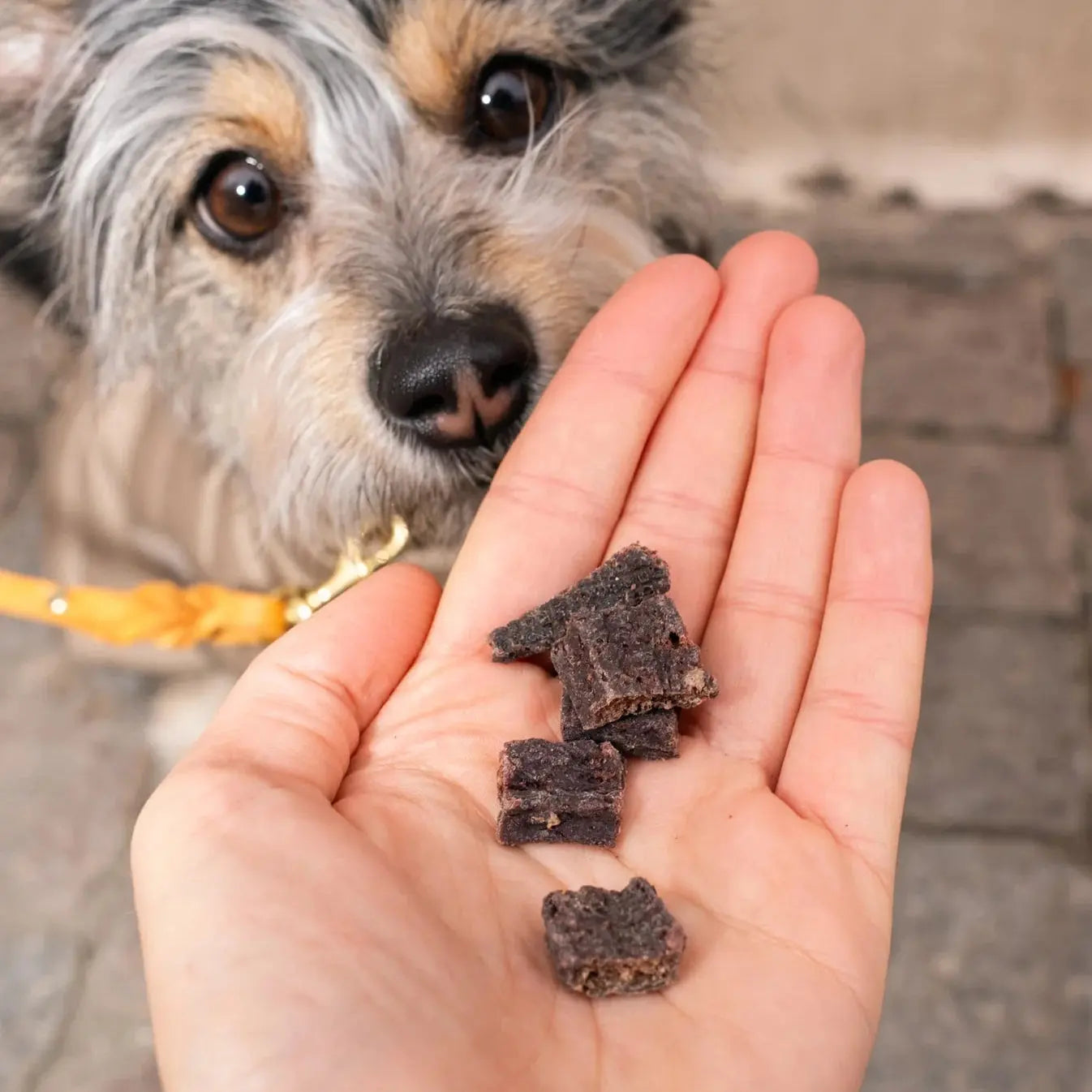 Pala Beef Heart Treats – Air-dried at low temperatures with no additives or preservatives, 100g per bag