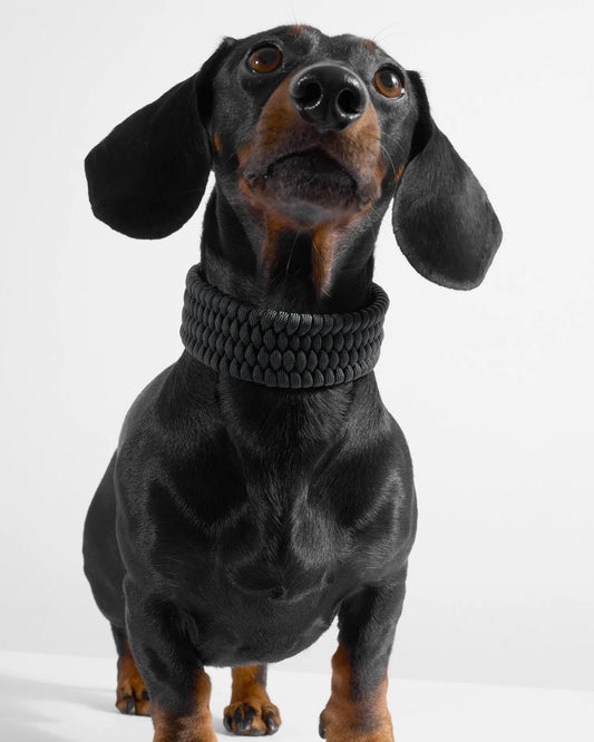 Bespoke Black Jack Dog Collar - Fluffy Collective