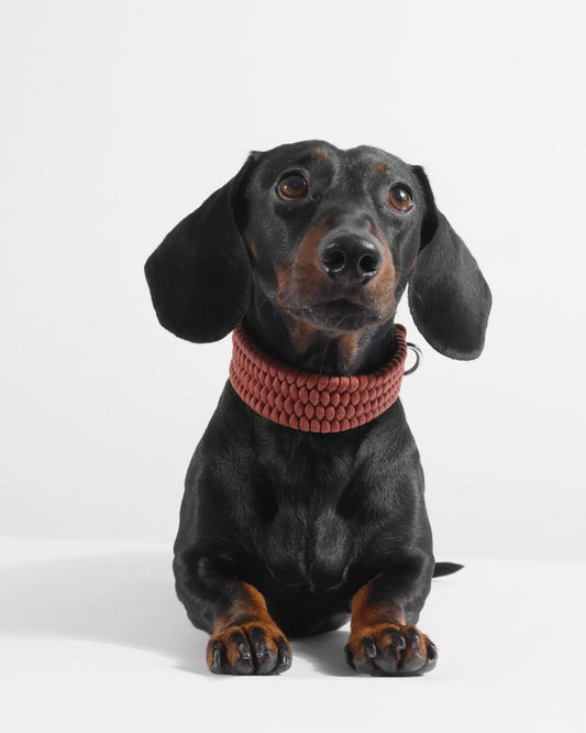 Bespoke Cinnamon Dog Collar - Fluffy Collective