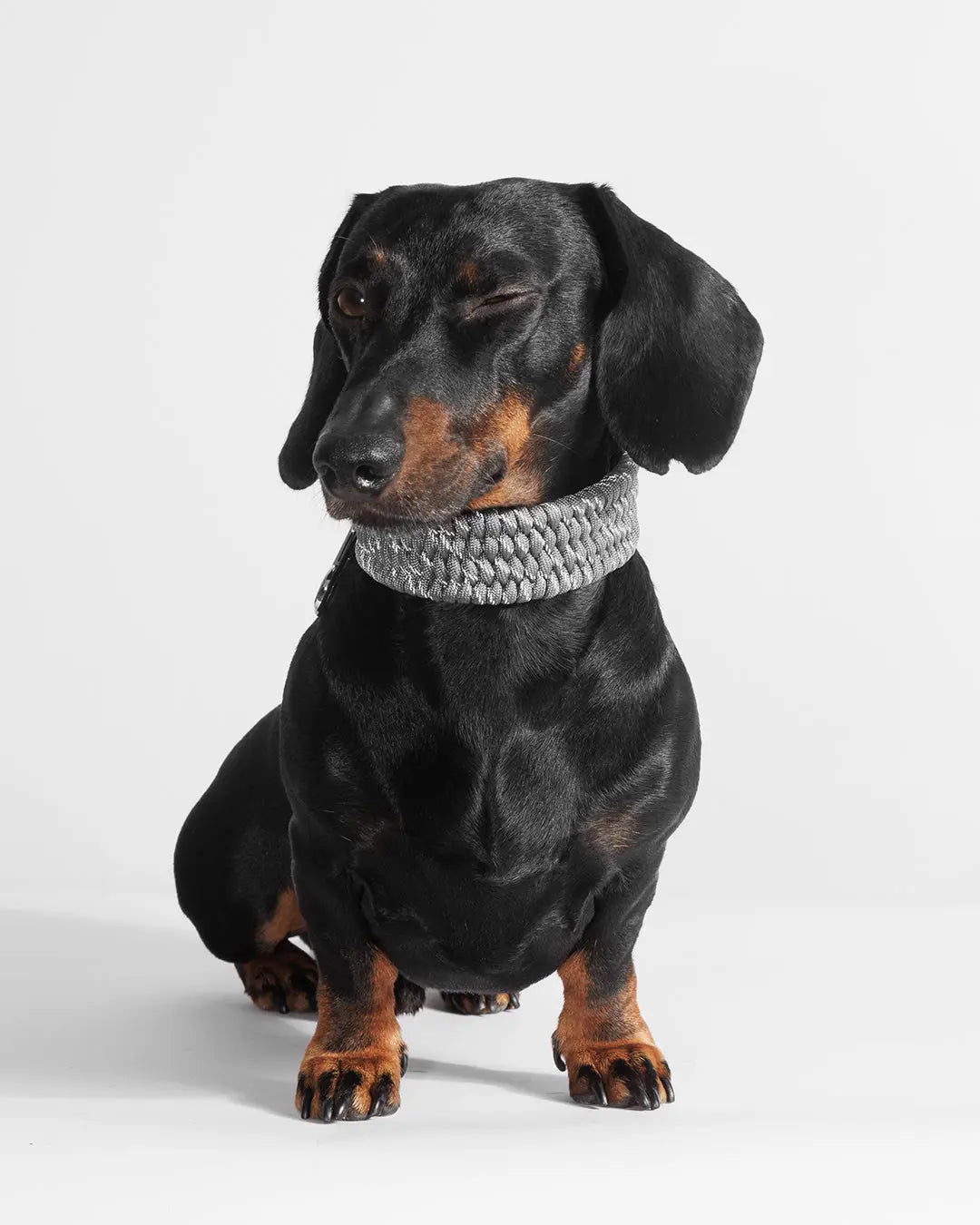 Bespoke Werewolf Gray Dog Collar - Fluffy Collective