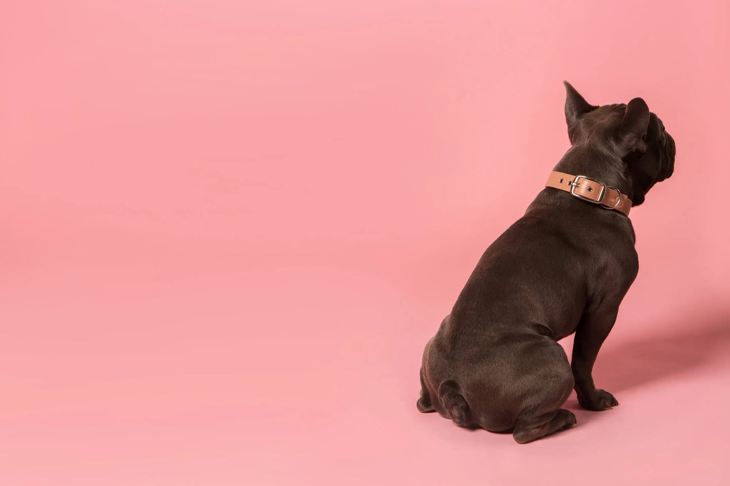 Blush Pink Collar SKYLOS COLLECTIVE