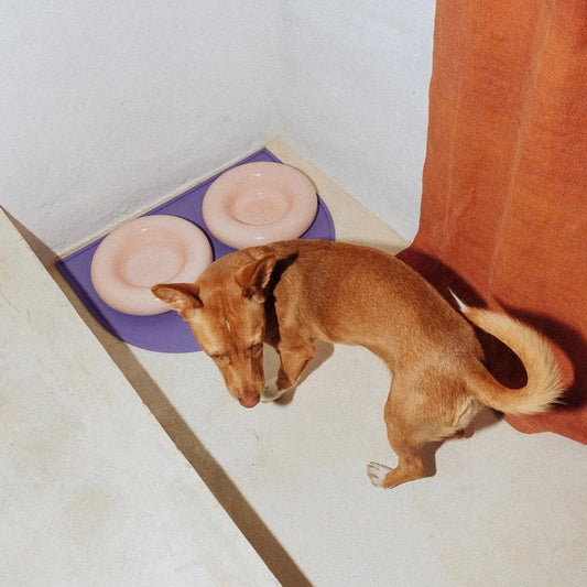 Hotdog Ceramic Dog Bowl Rose – glazed interior of the rose pink porcelain bowl, close-up