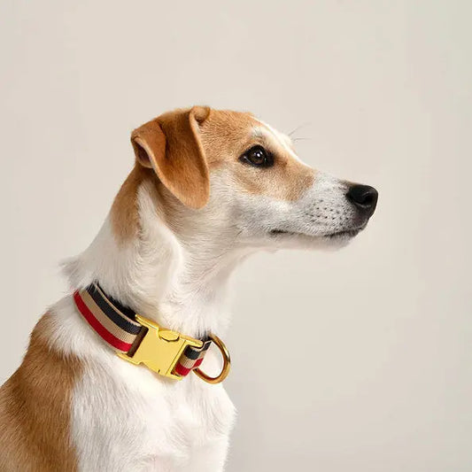 Dog Collar Notting Hill - Fluffy Collective