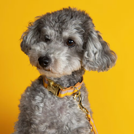 Dog Collar Positano - Fluffy Collective