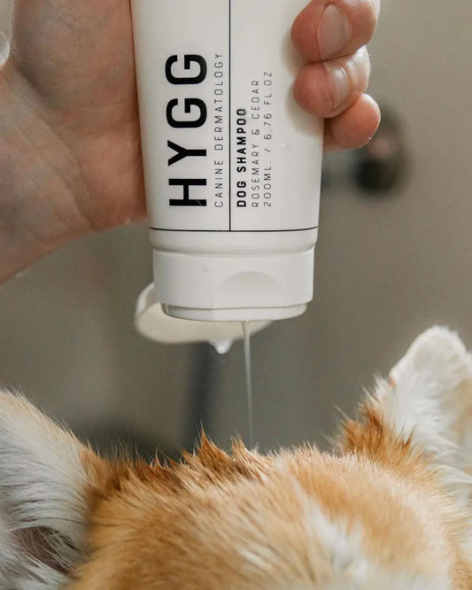 Holding an open Dog Shampoo Rosemary & Cedar bottle while spilling shampoo onto a dog | Hygg