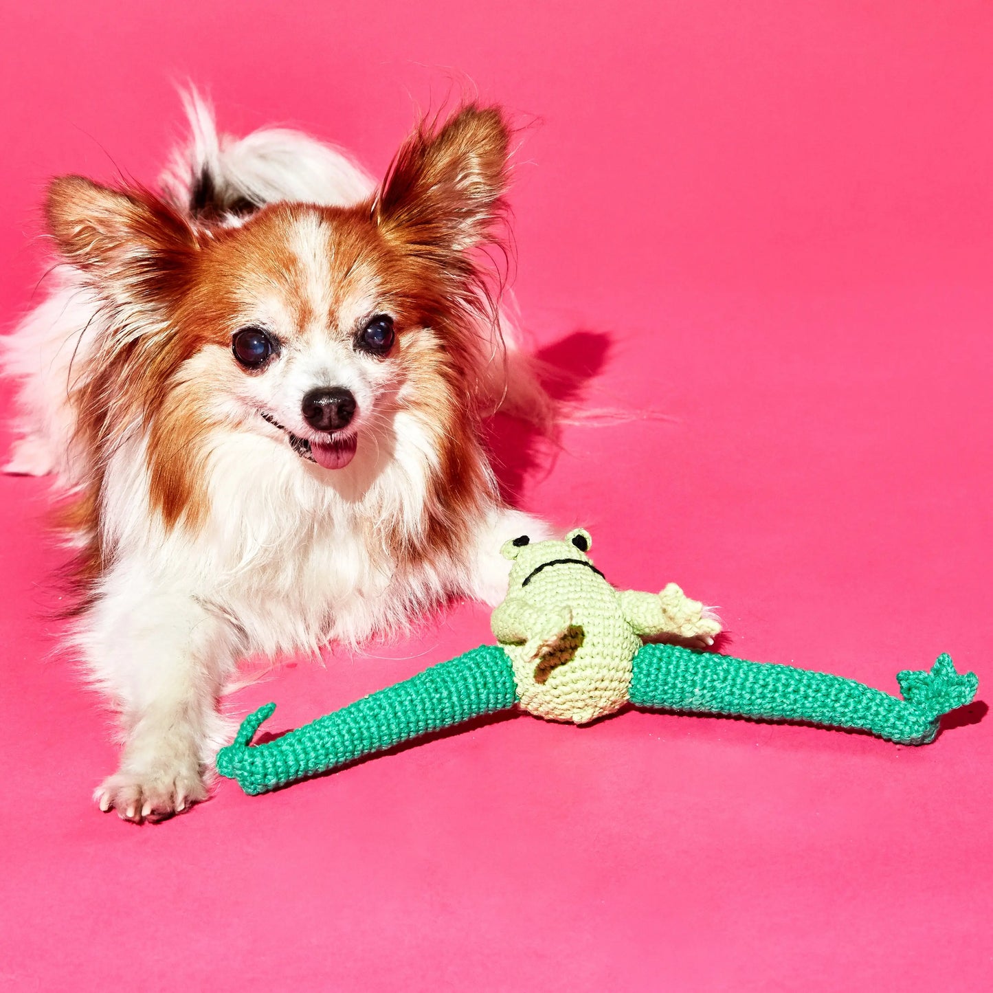 Frog WARE OF THE DOG