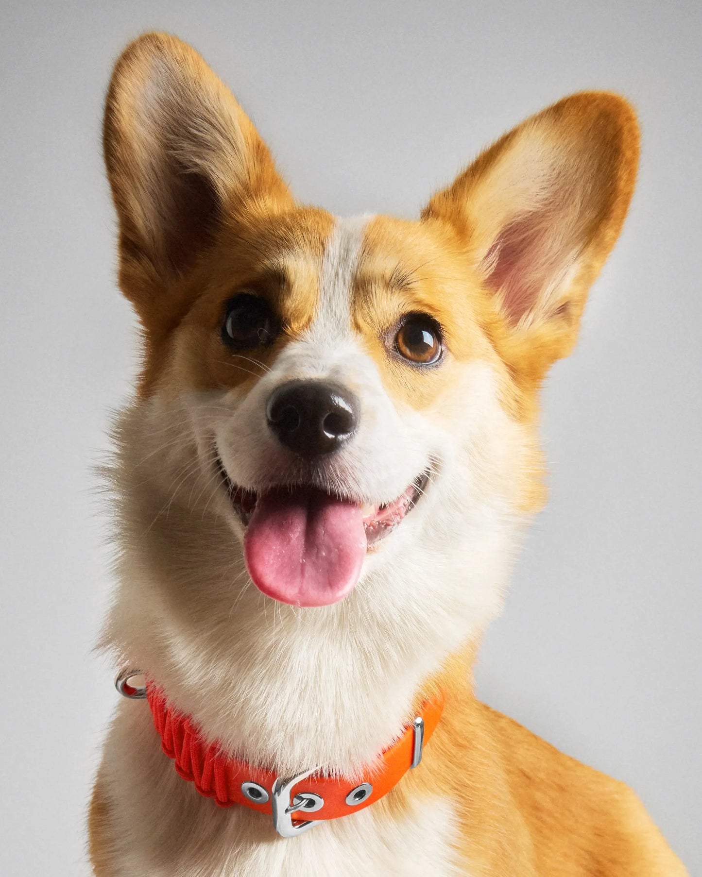 Galan B Aperol Dog Collar - Fluffy Collective