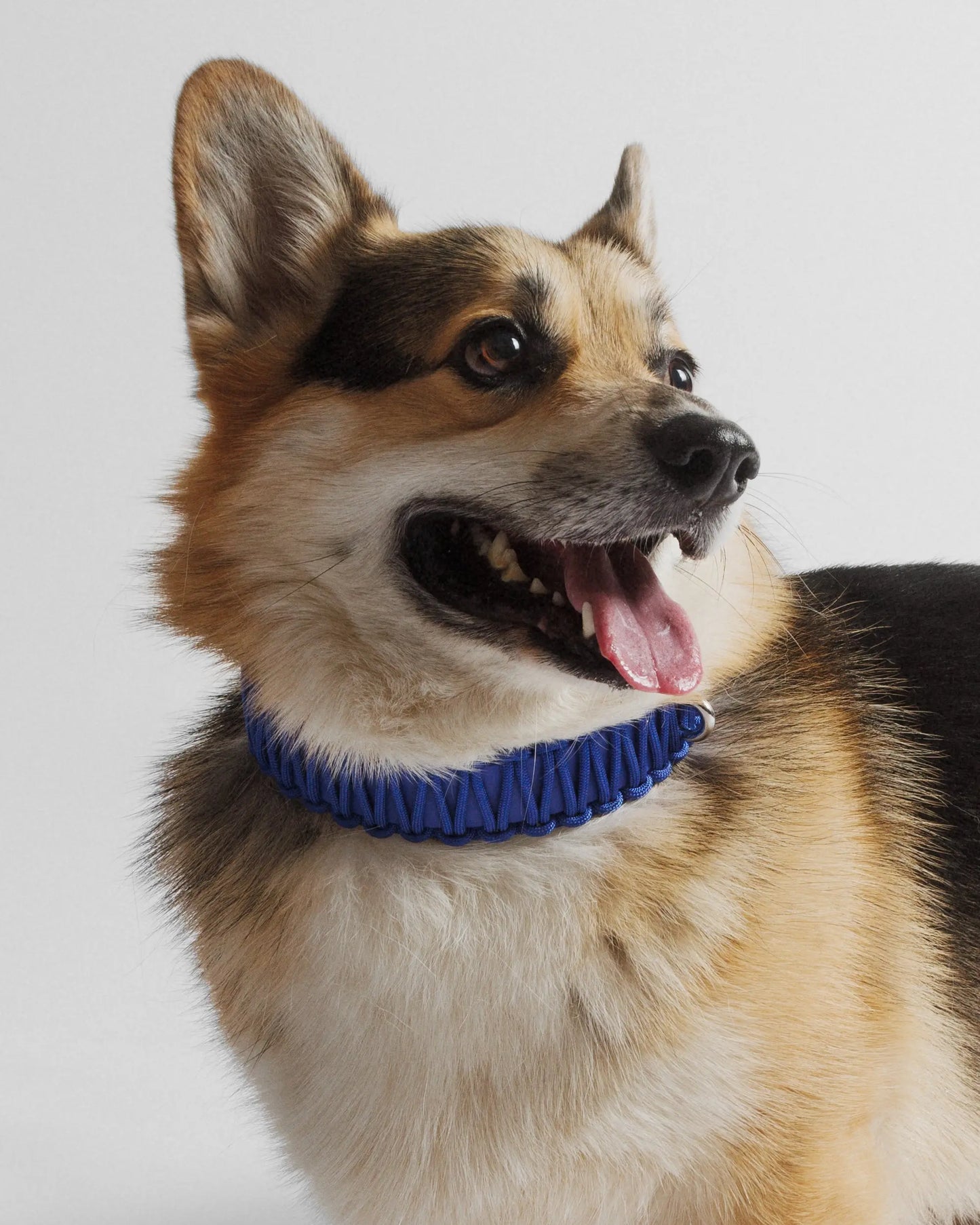 Galan B Royal Blue Dog Collar - Fluffy Collective