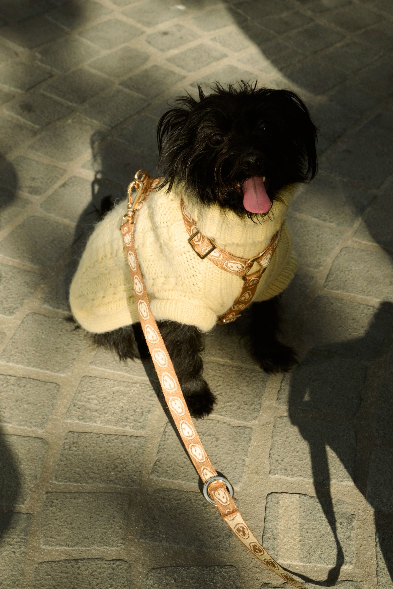 Hands-free Dog Leash Latte Brown - Fluffy Collective