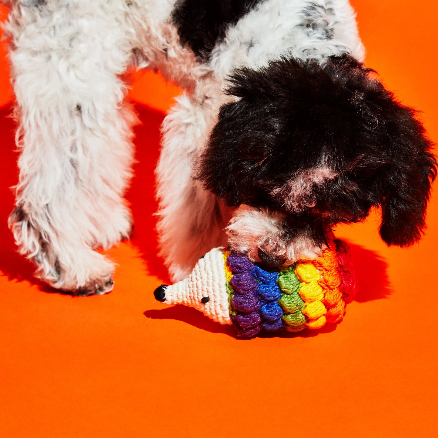 Hedgehog WARE OF THE DOG