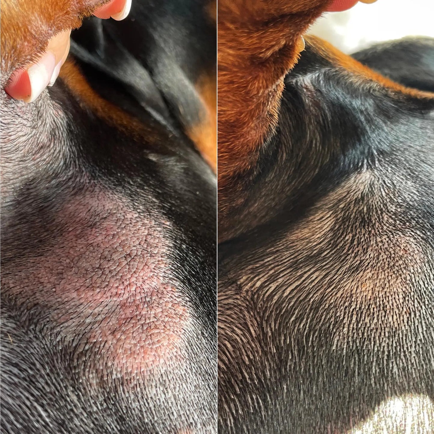 Doganics High Nutrition Dog Skin Balm - Fluffy Collective