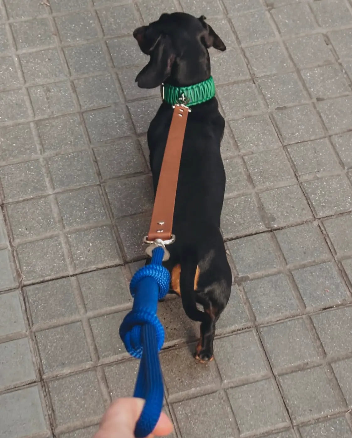 Link Leash Set - Fluffy Collective