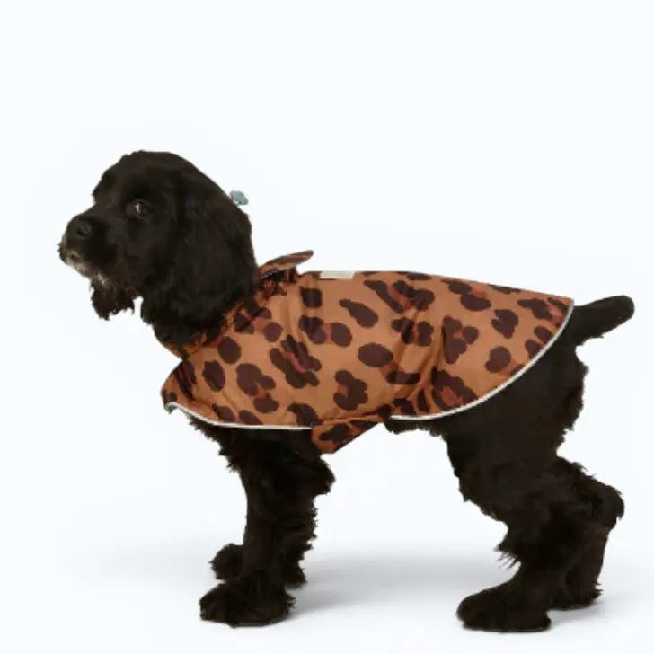 Black dog wearing leopard print dog rain coat, Little Beast Cougar Rain Coat.