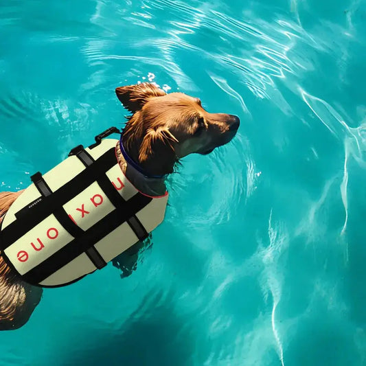 Maxbone Dog Life Jacket