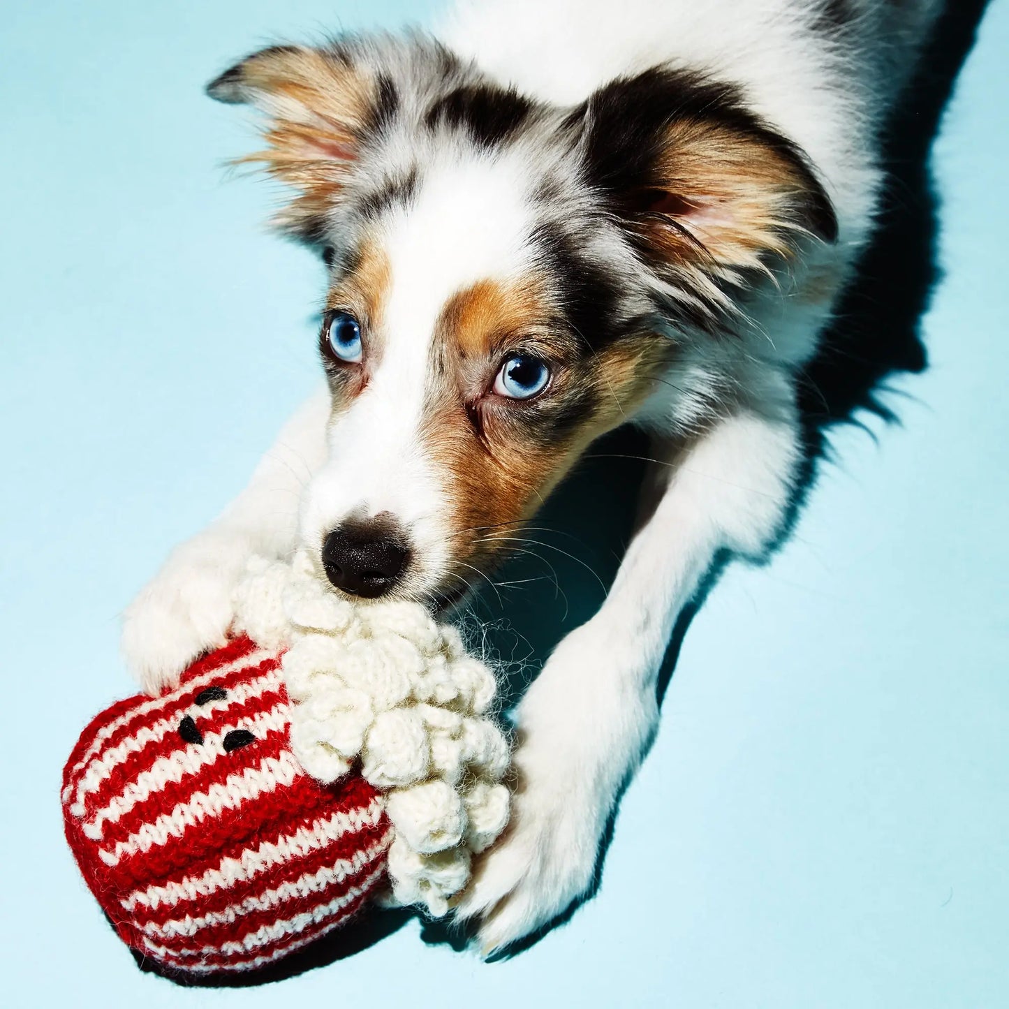 Popcorn WARE OF THE DOG