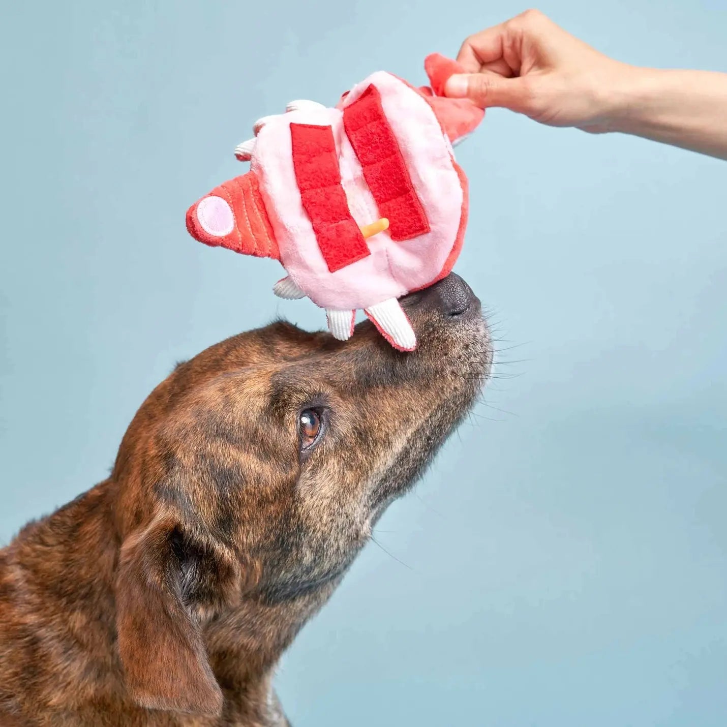 Uncle Crab THE FURRYFOLKS