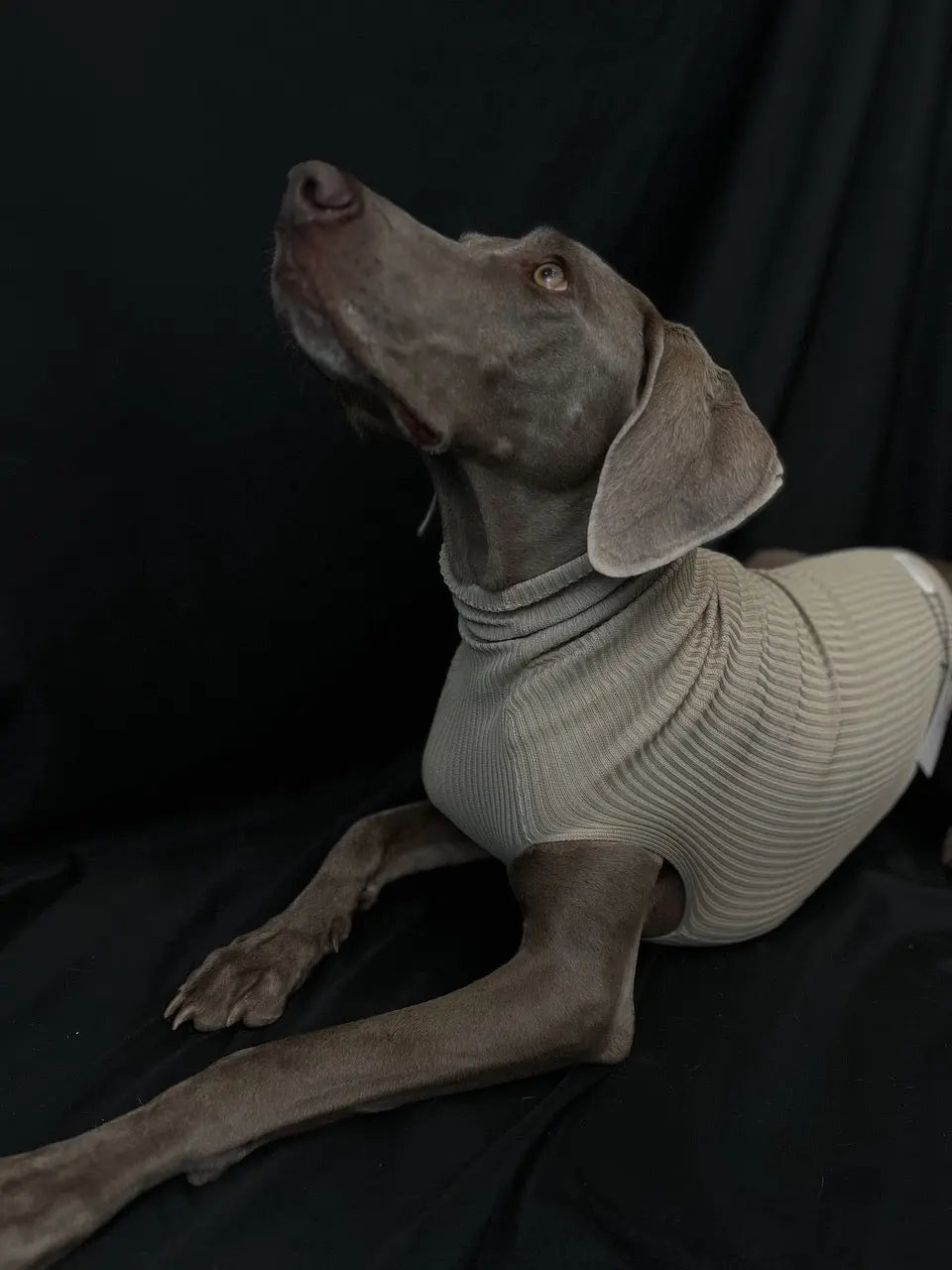 rPET Sweater Limo OMNIAGIOIA