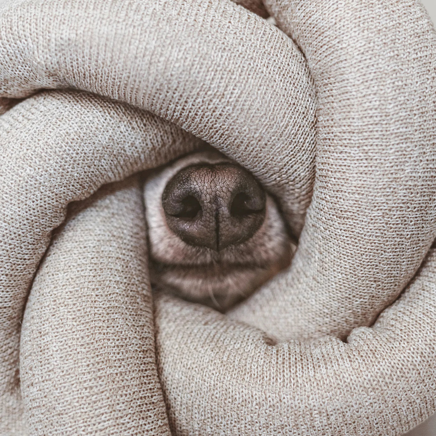 LAMBWOLF COLLECTIVE Fluffy Collective