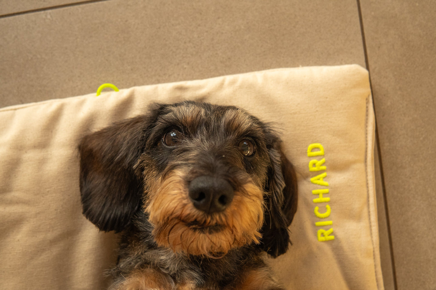 QISU - Fluffy Collective