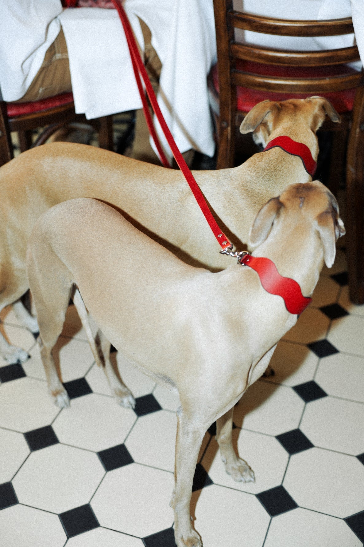 Scado – Scandinavian Leather Dog Collars & Leashes | Fluffy Collective