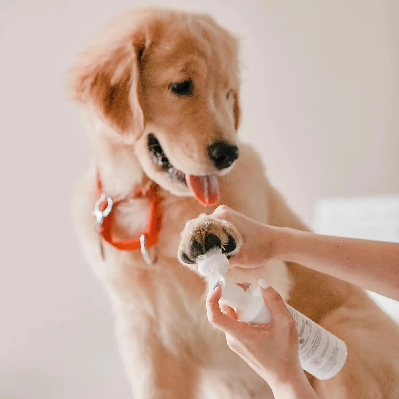 Amino Acid Paw Cleanser Egg-Shaped