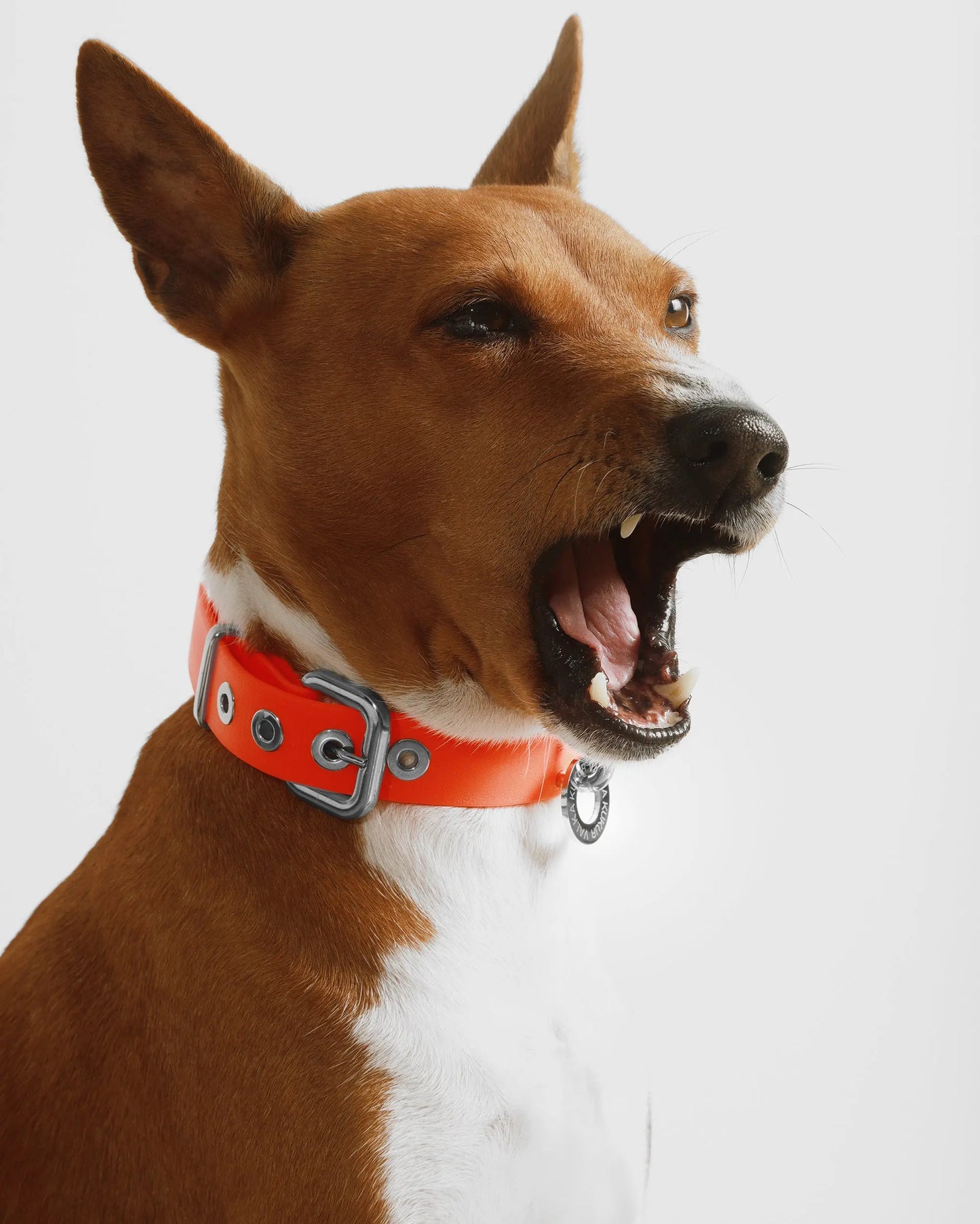 Aperol Dog Collar - Fluffy Collective