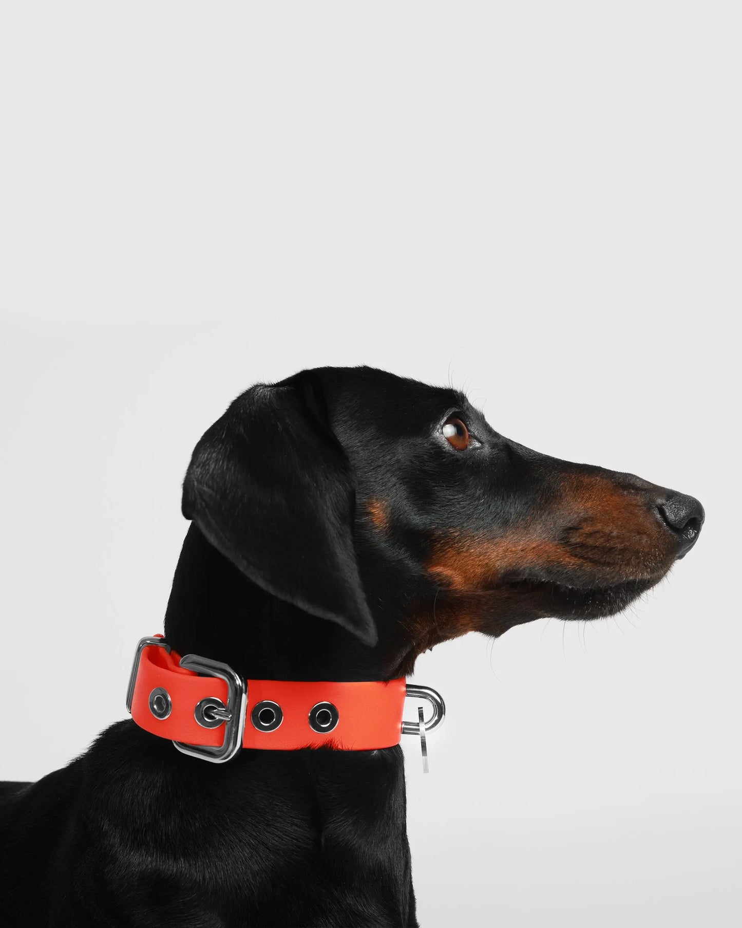 Aperol Dog Collar - Fluffy Collective