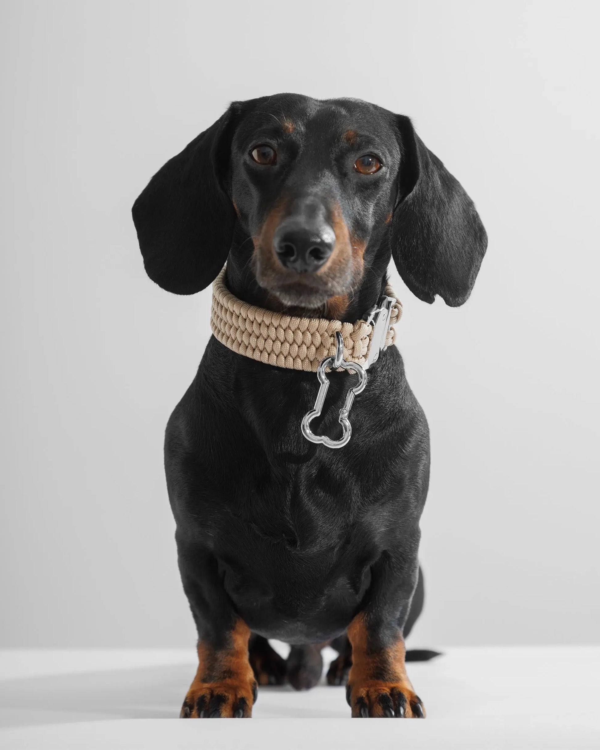 BOLD Dog Collar Créme de la Créme - Fluffy Collective