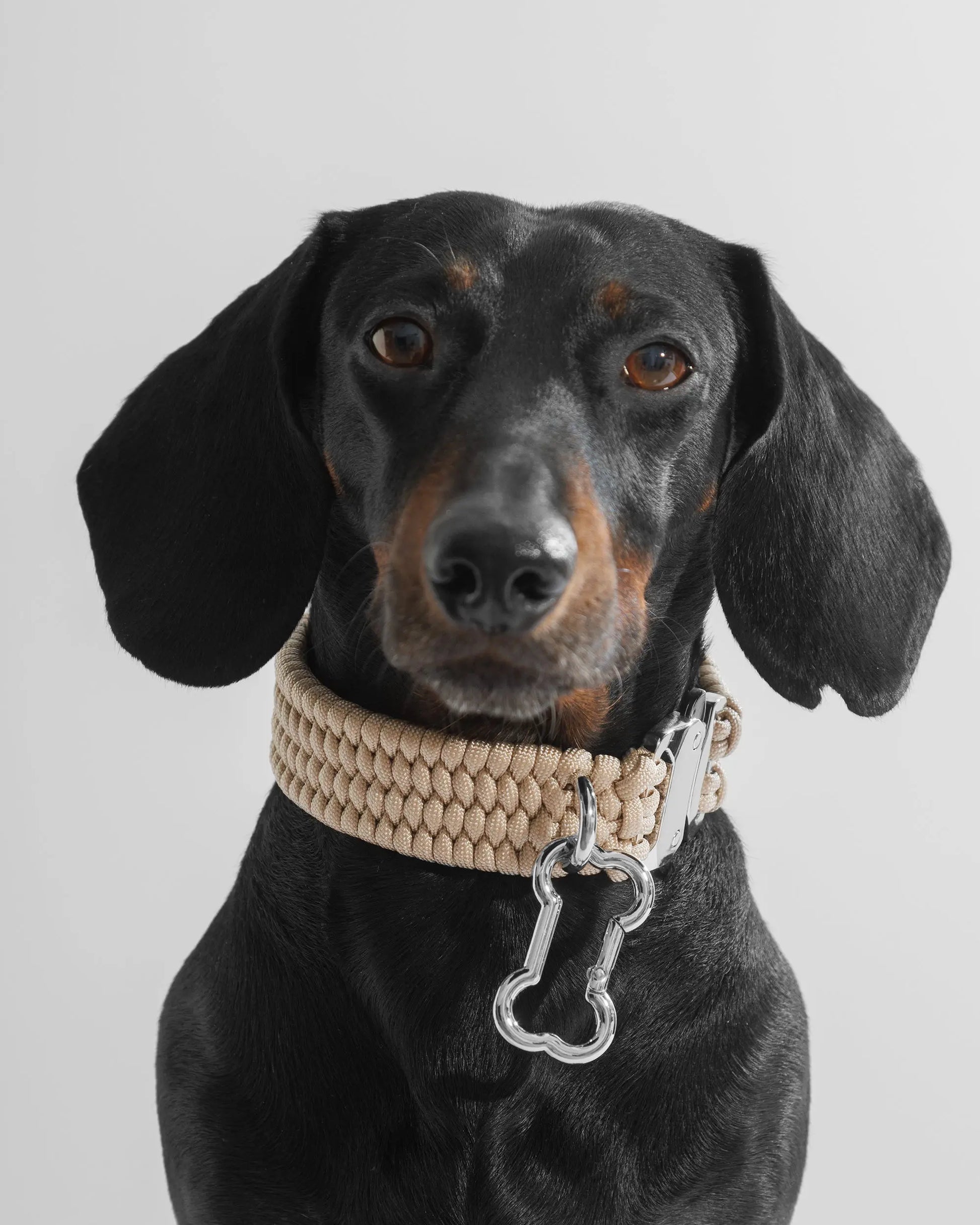 BOLD Dog Collar Créme de la Créme - Fluffy Collective