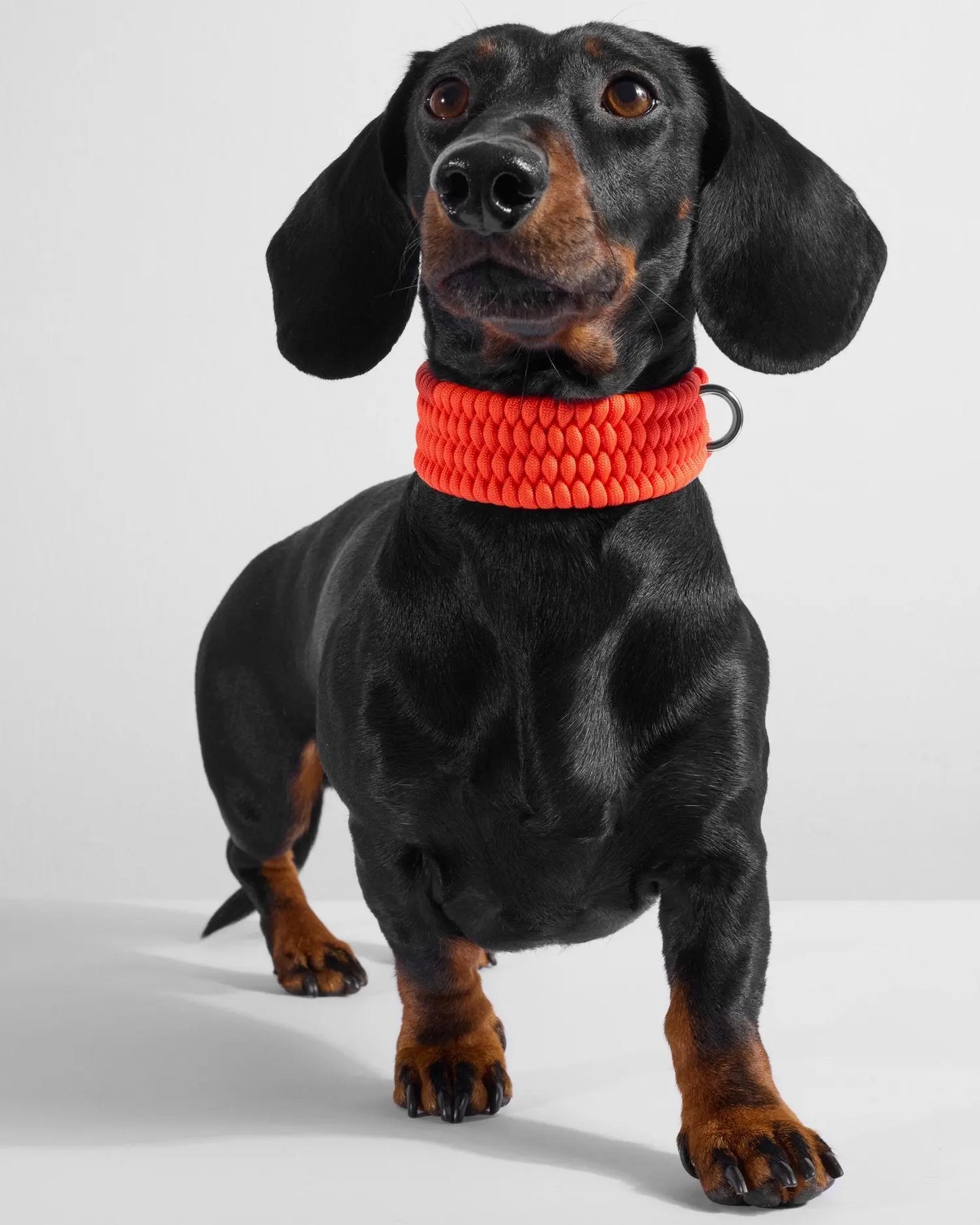 Bespoke Aperol Dog Collar - Fluffy Collective