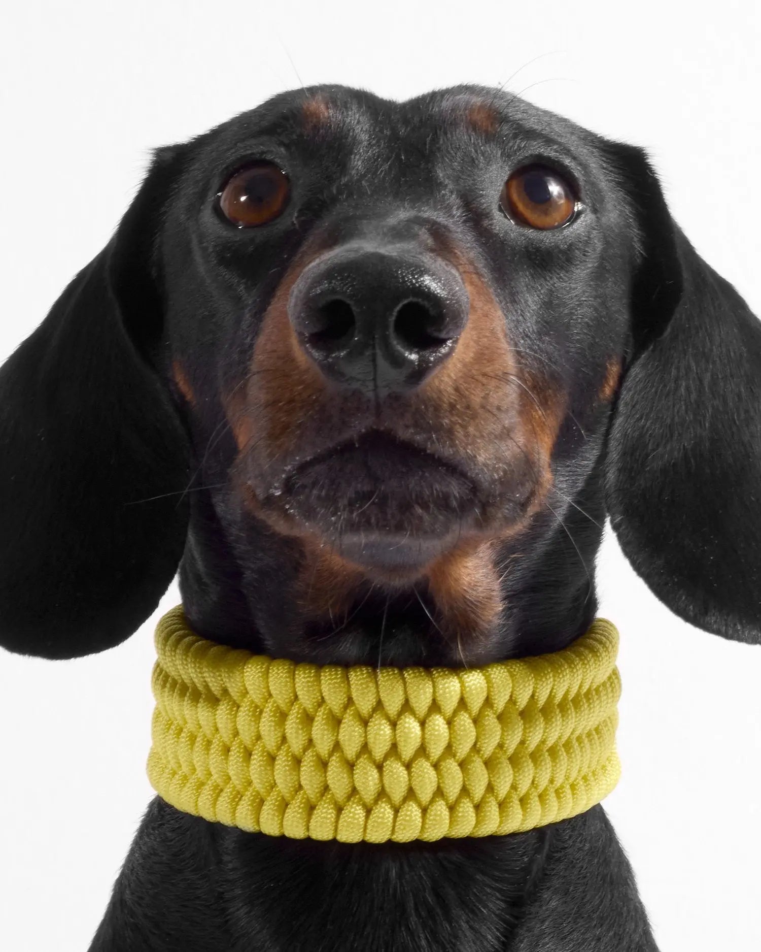 Bespoke Lemongrab Dog Collar - Fluffy Collective