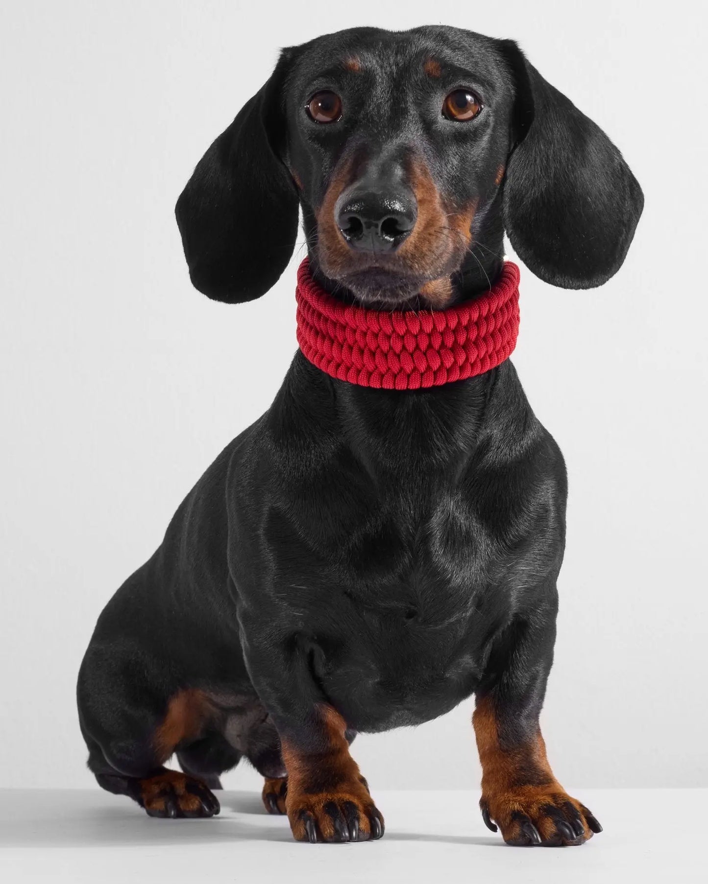 Bespoke Party Red Dog Collar - Fluffy Collective