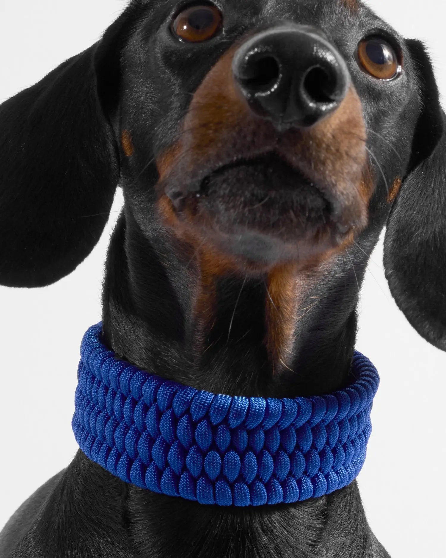 Bespoke Royal Blue Dog Collar - Fluffy Collective