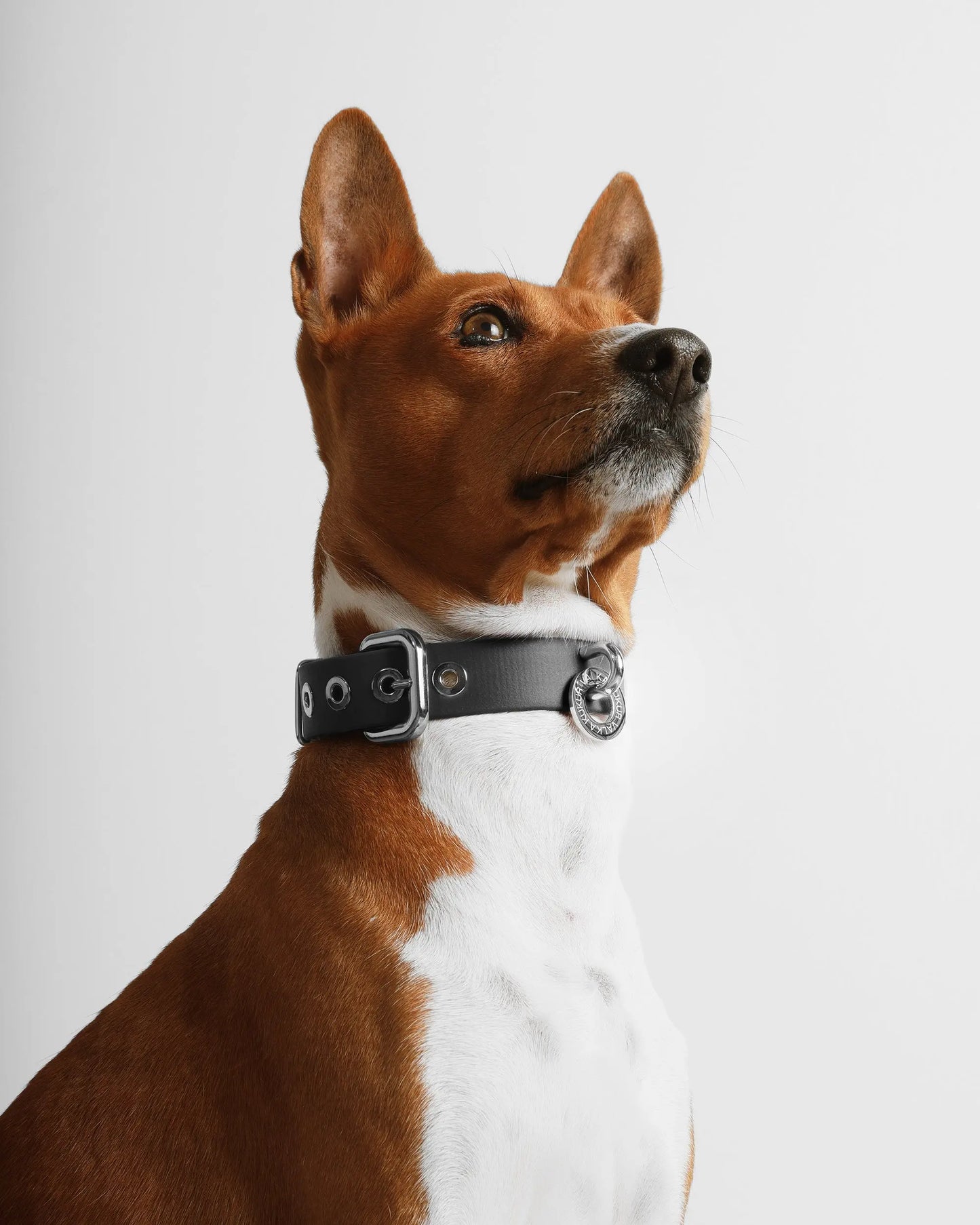 Black Jack Dog Collar - Fluffy Collective