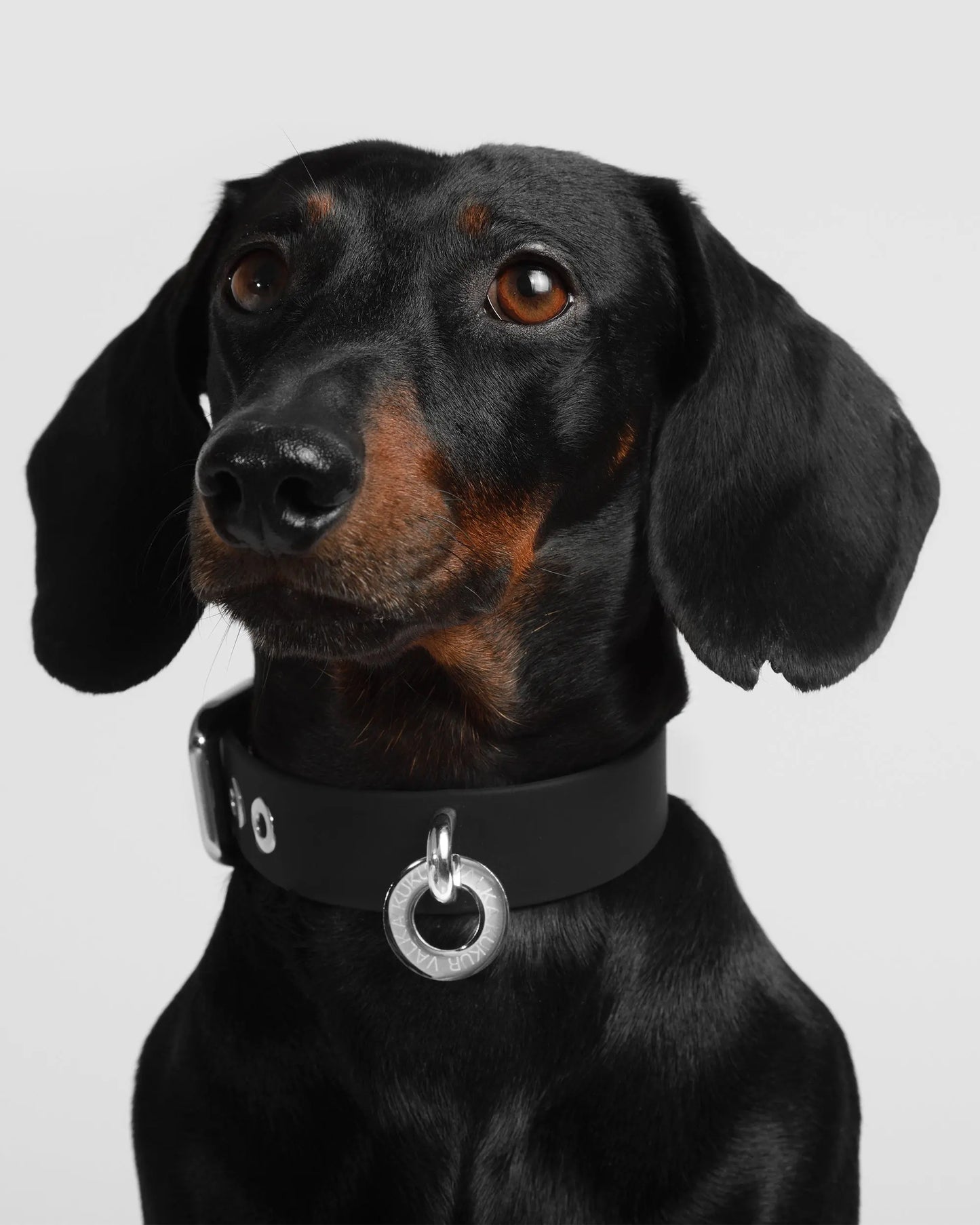 Black Jack Dog Collar - Fluffy Collective