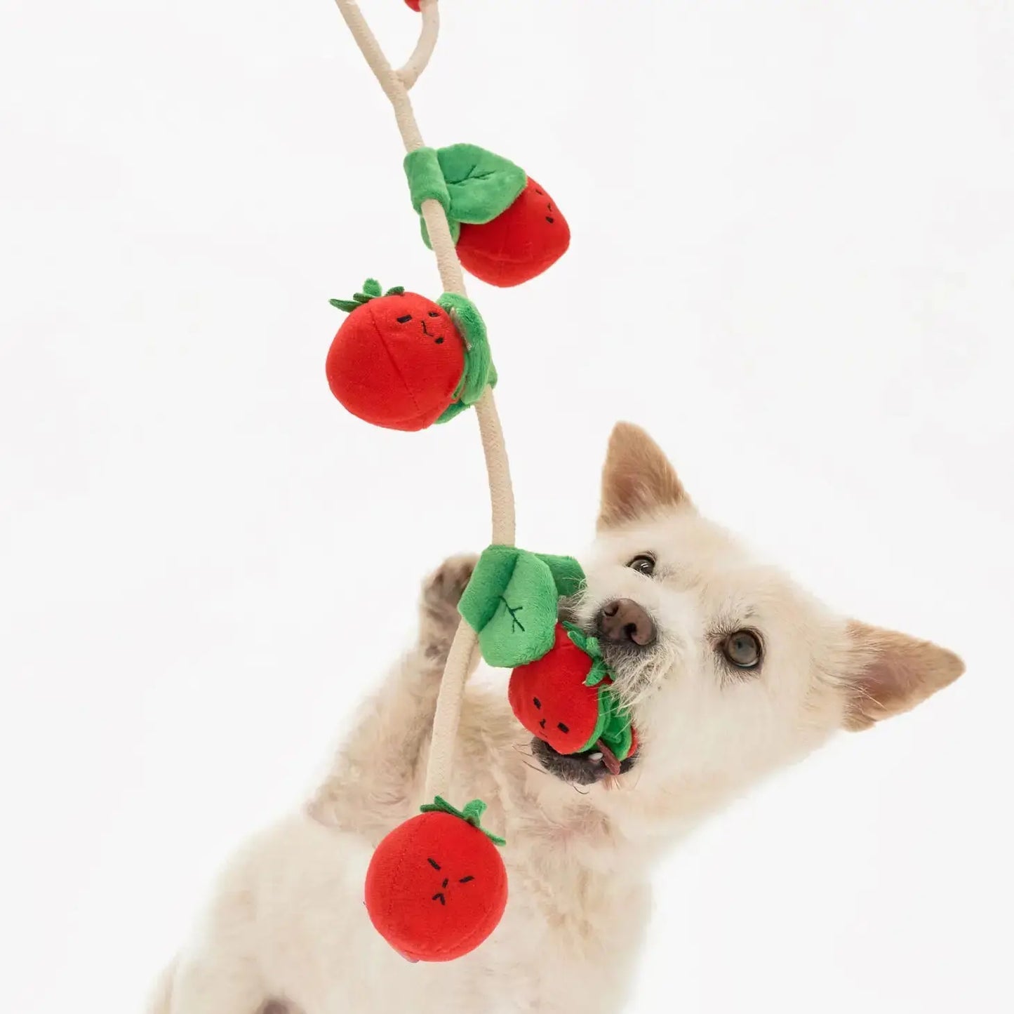 Cherry Tomato Nosework Toy THE FURRYFOLKS