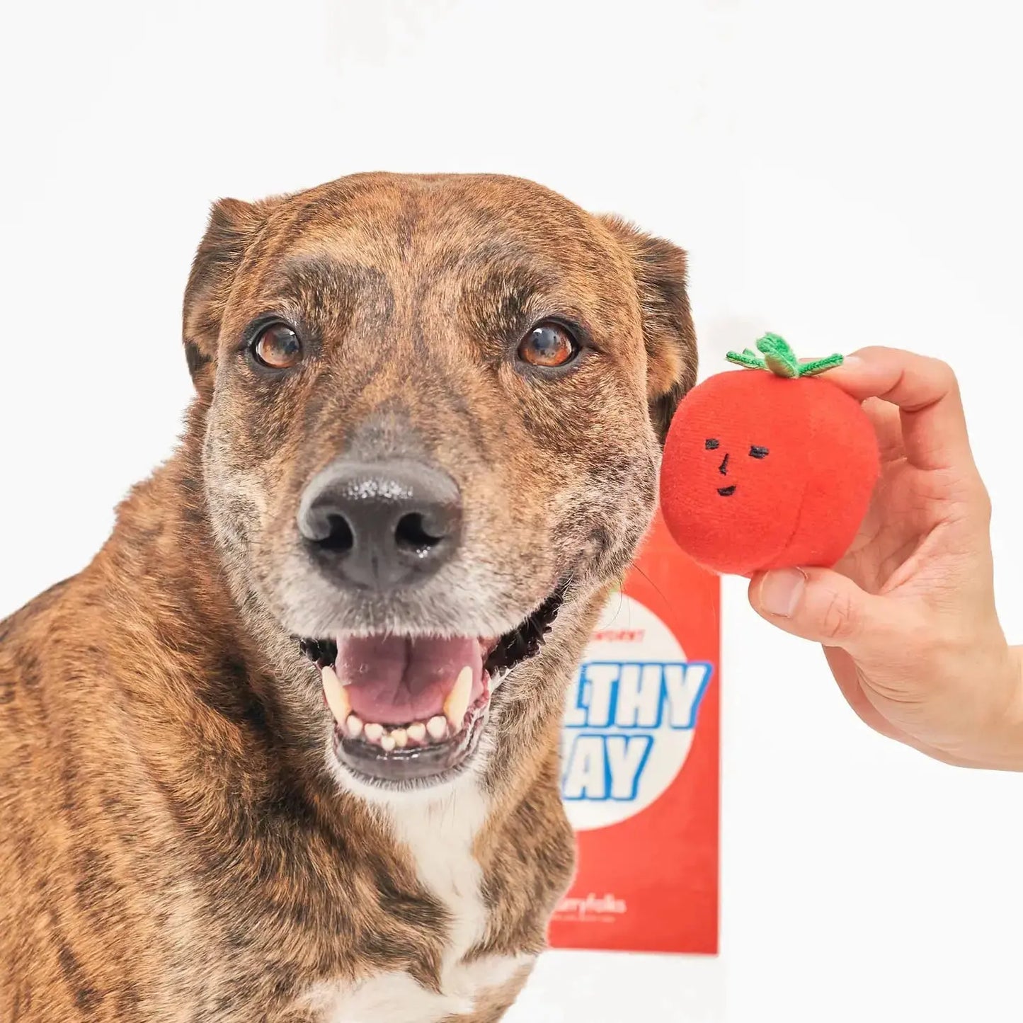 Cherry Tomato Nosework Toy THE FURRYFOLKS