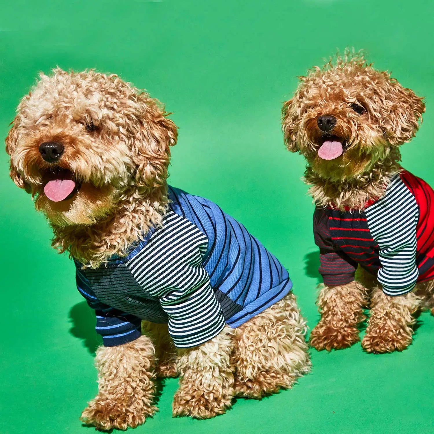 2 Hunde mit Streifenshirts