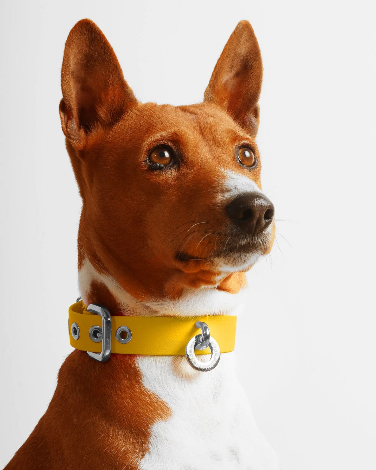 Desert Gold Dog Collar - Fluffy Collective