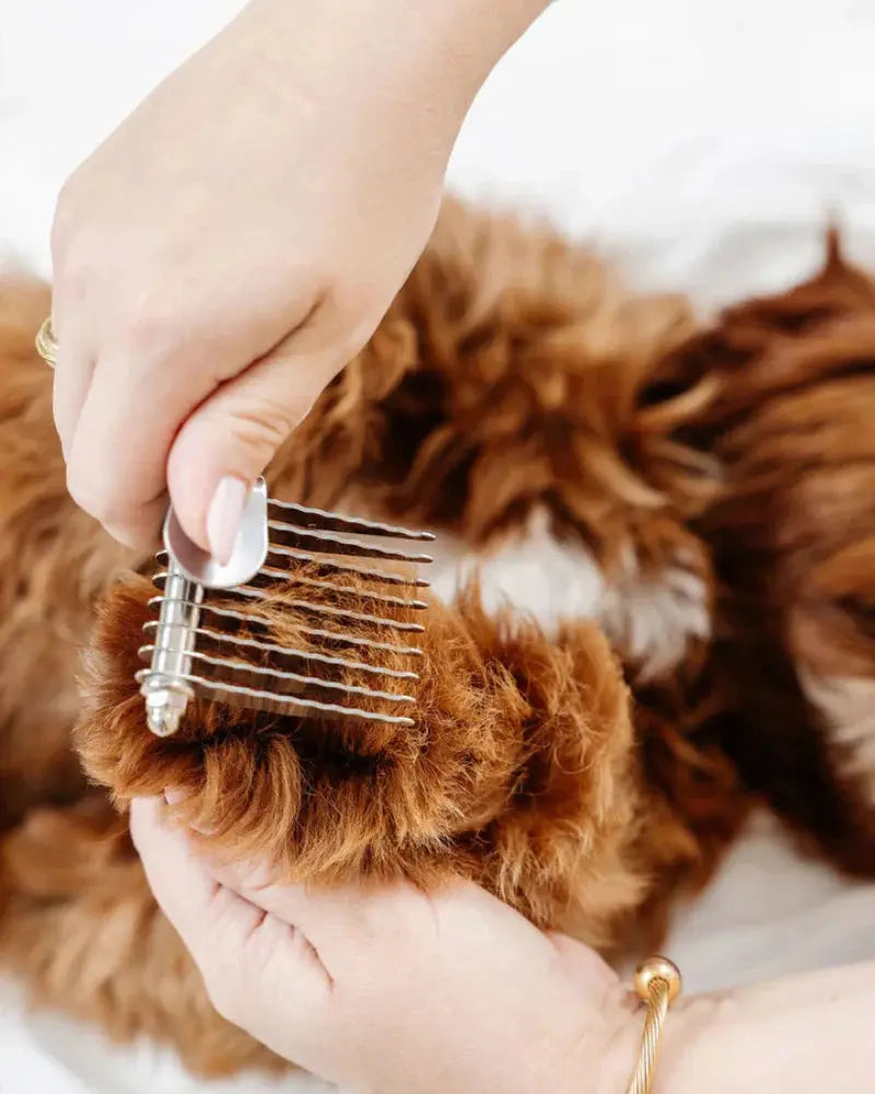 Pupwell Detangler Comb – detangler comb for long-coat dog breeds, lifestyle shot