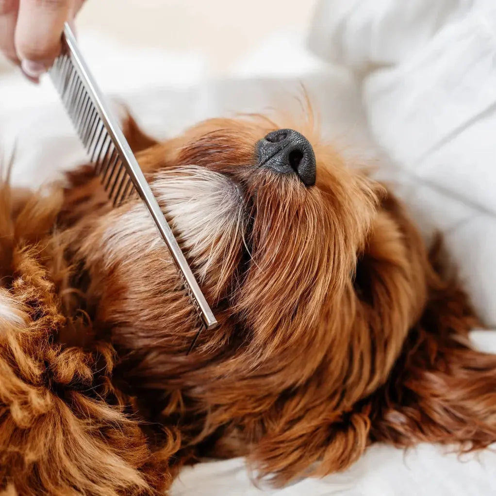Pupwell Everyday Comb – everyday comb showing teeth spacing, side angle