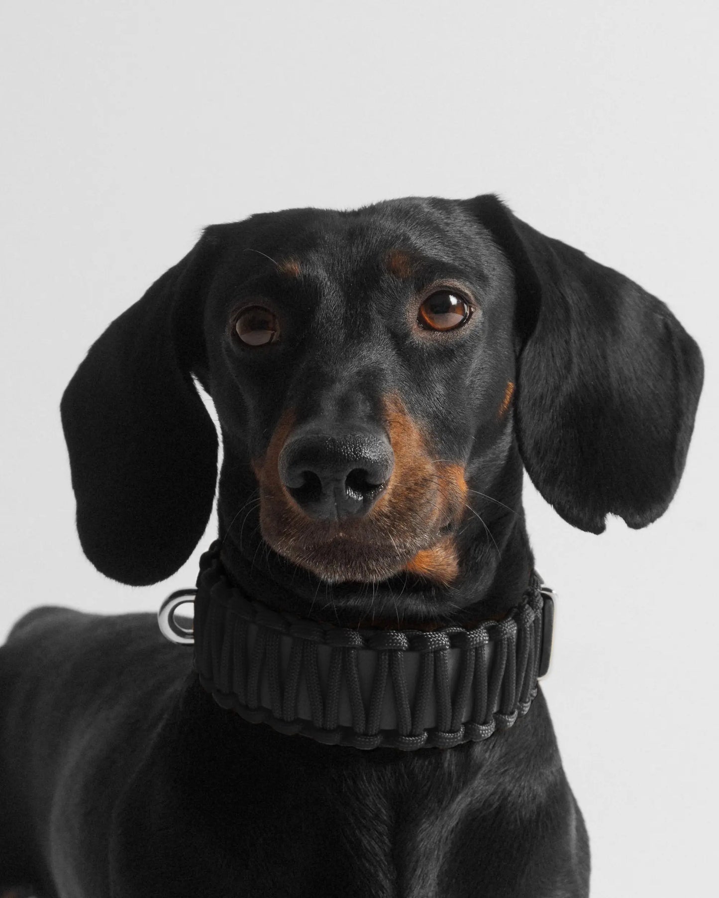 Galan B Black Jack Dog Collar - Fluffy Collective