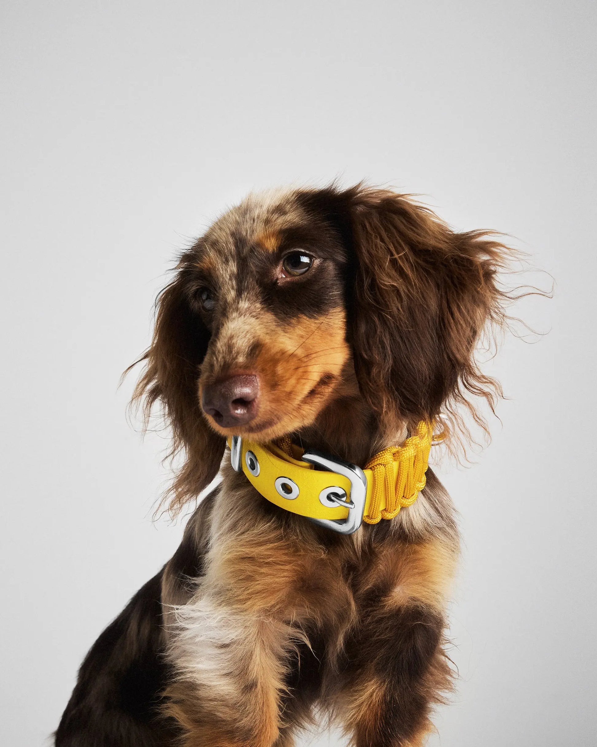 Galan B Desert Gold Dog Collar - Fluffy Collective