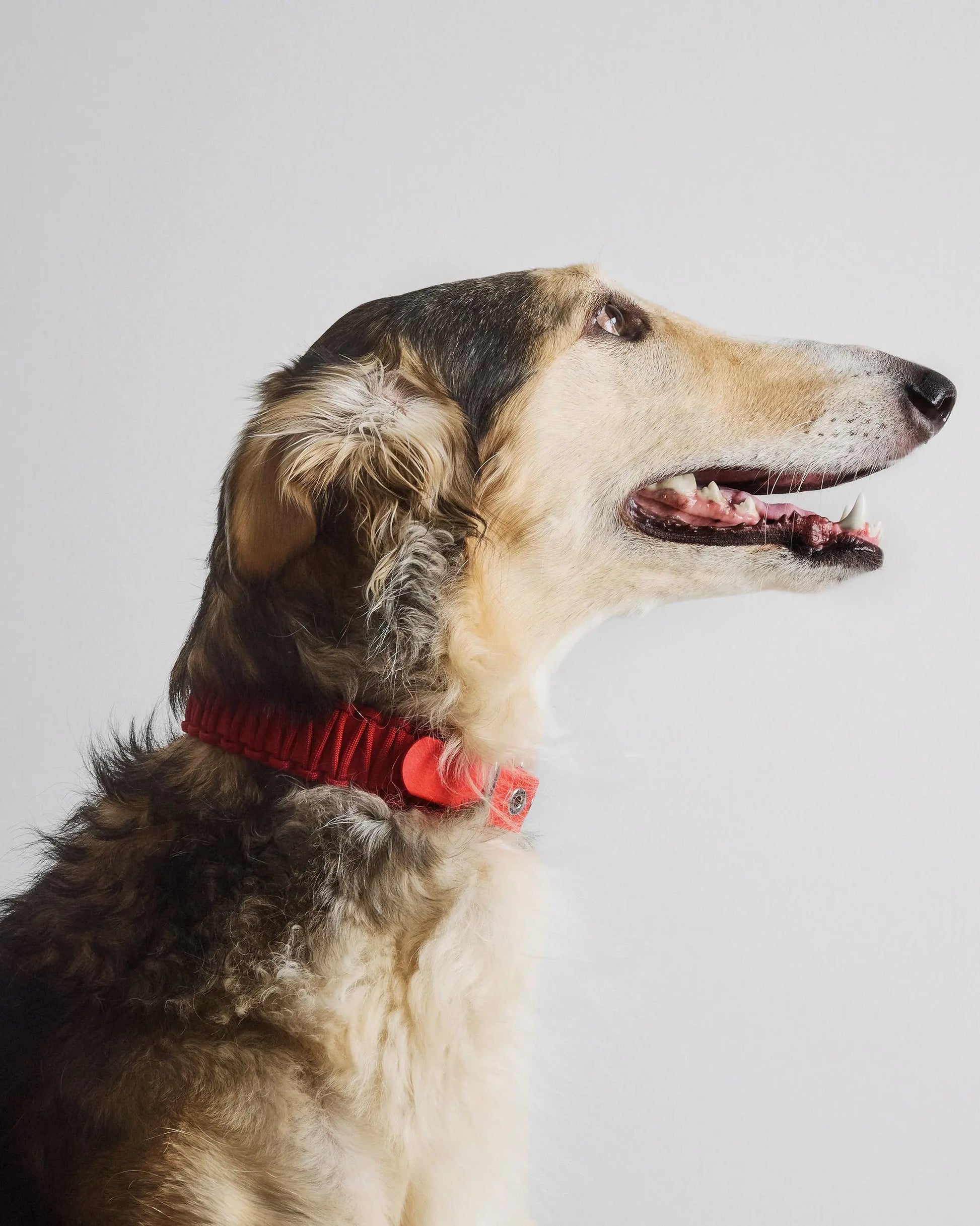 Galan B Party Red Dog Collar - Fluffy Collective