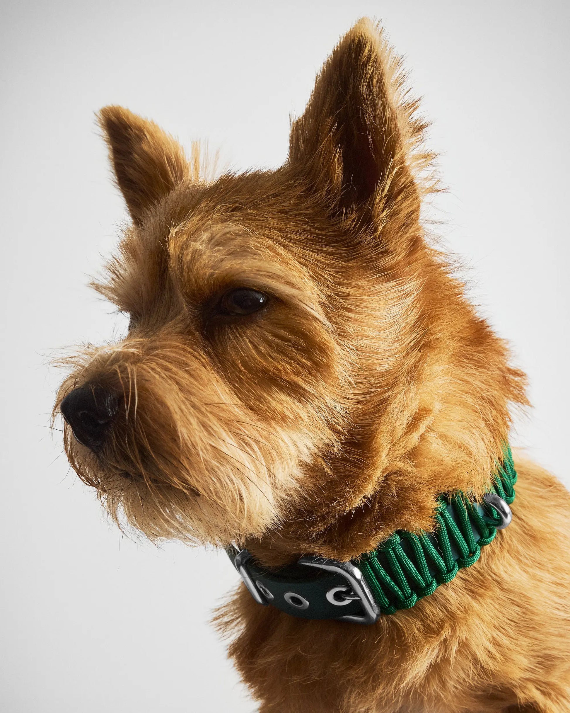 Galan B Watergreen Dog Collar - Fluffy Collective