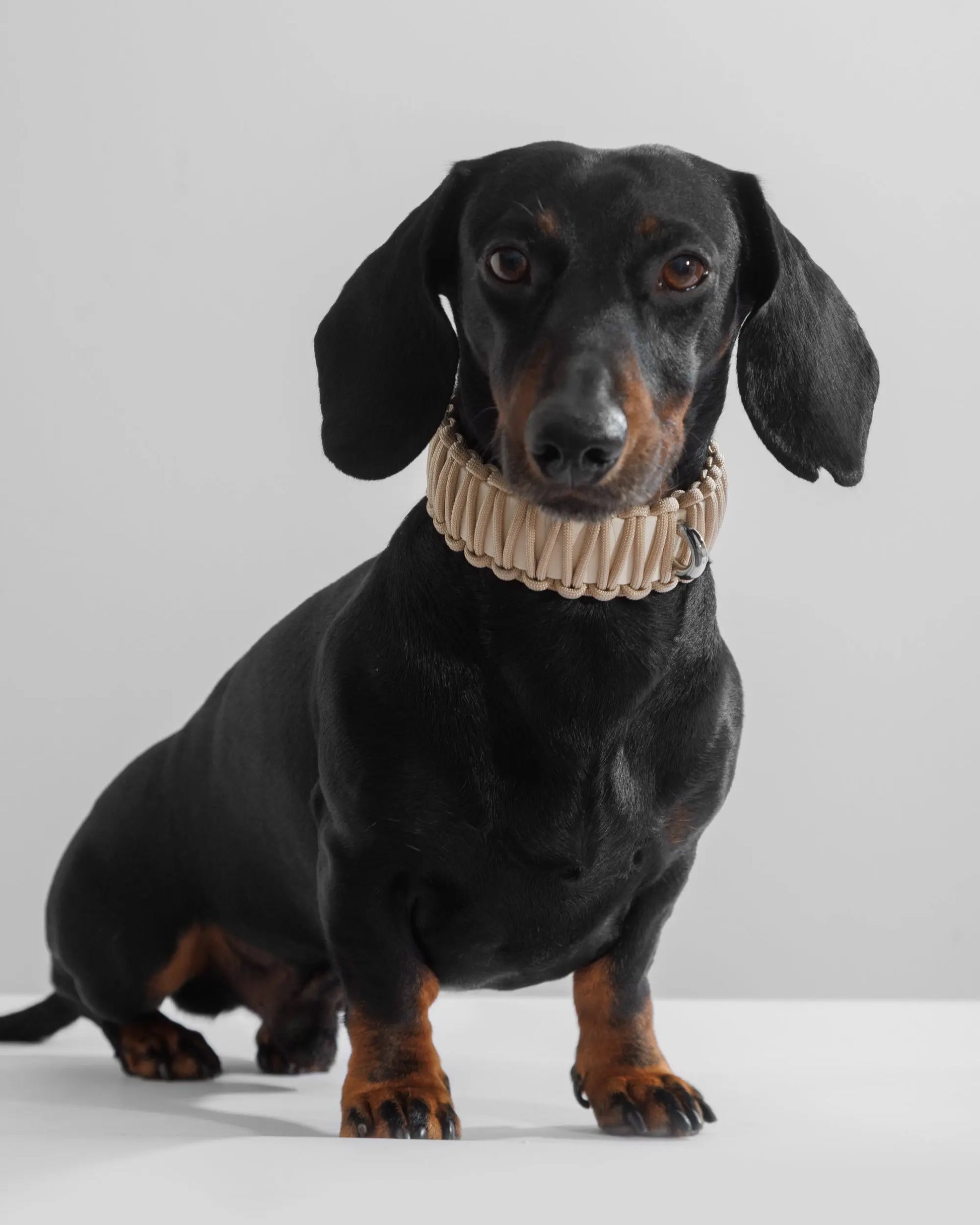 Galan Dog Collar Bone - Fluffy Collective
