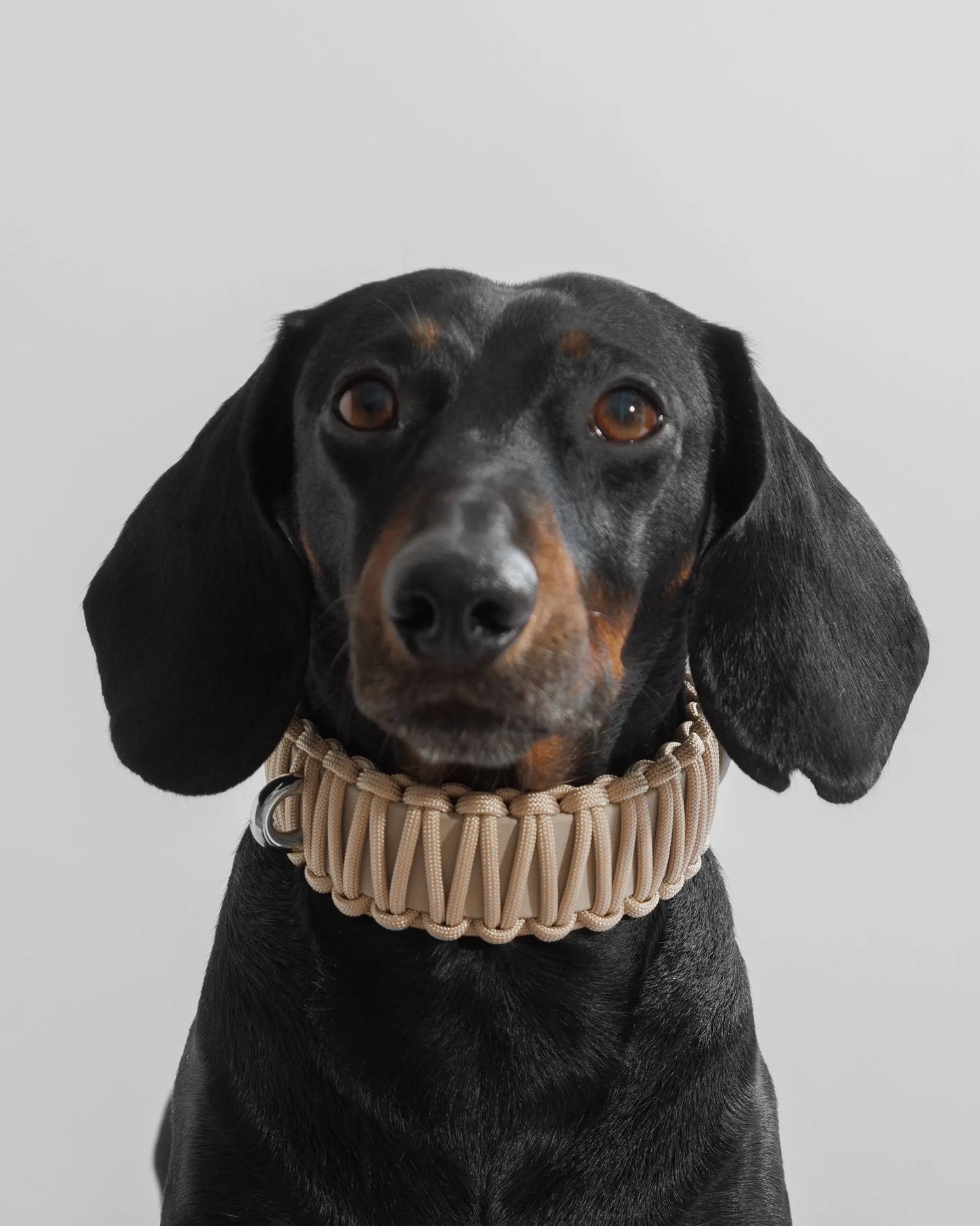 Galan Dog Collar Créme de la Créme - Fluffy Collective