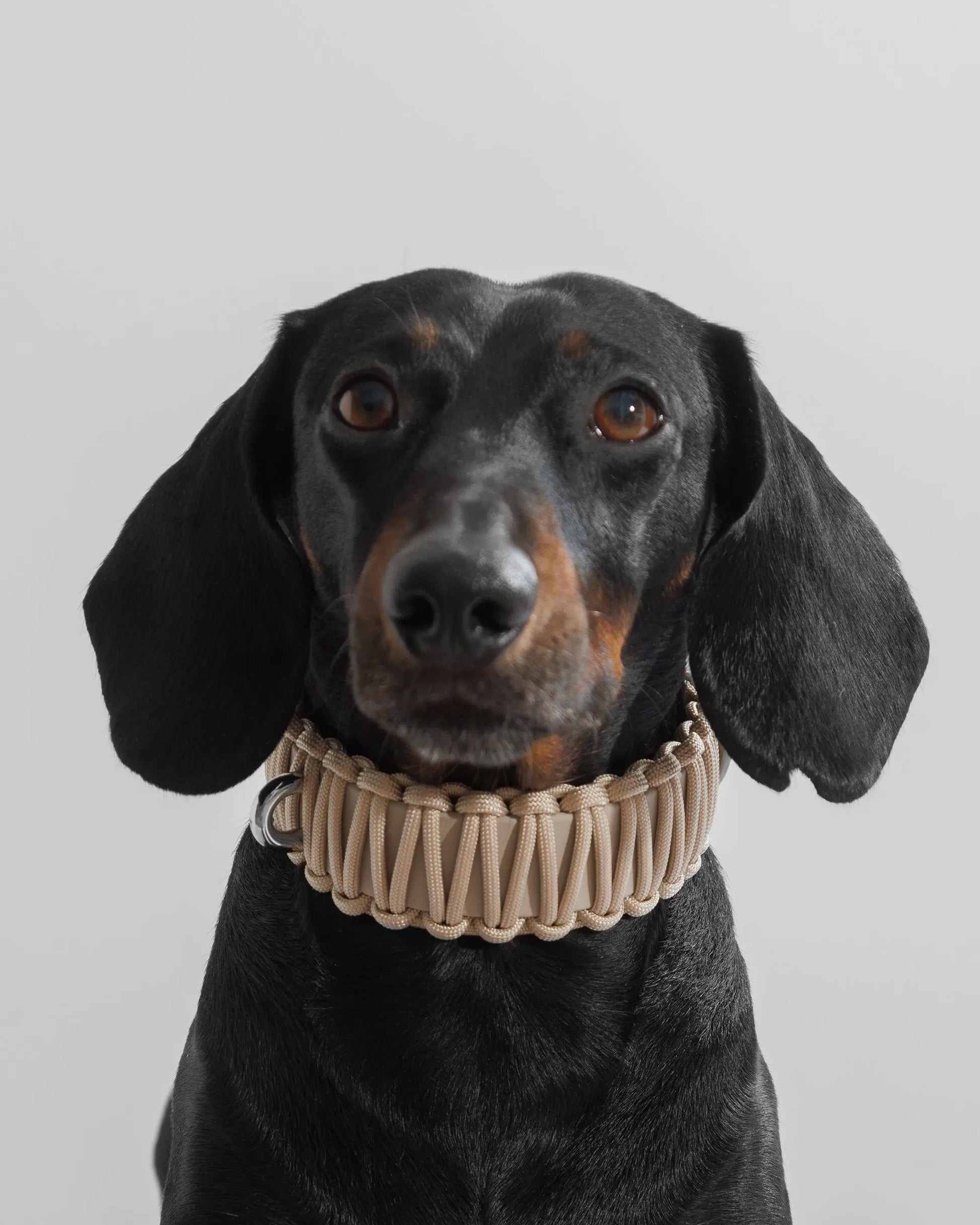 Galan Dog Collar Créme de la Créme - Fluffy Collective