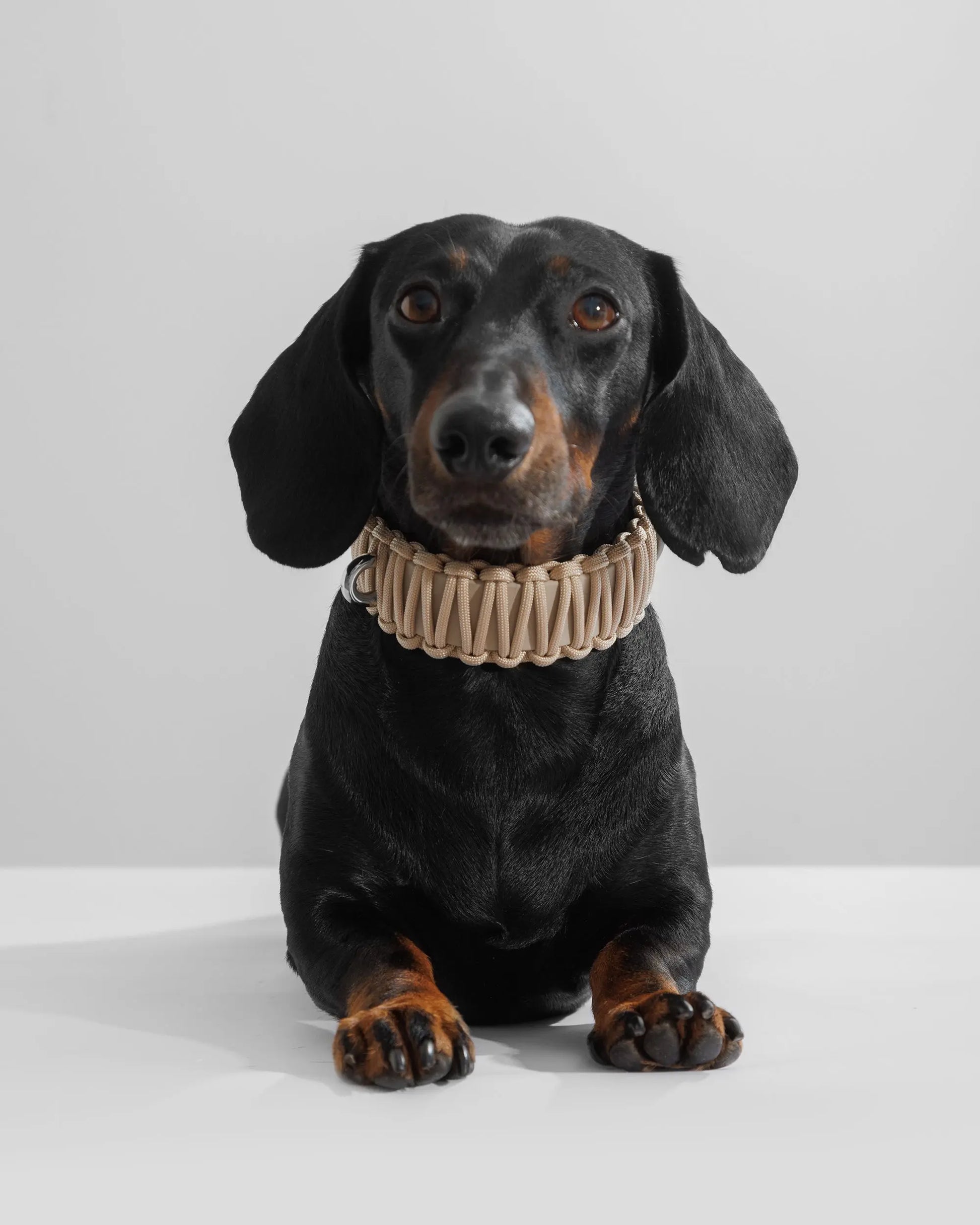 Galan Dog Collar Créme de la Créme - Fluffy Collective